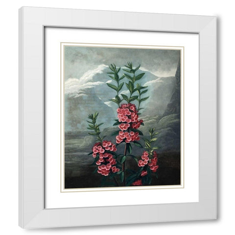 Narrow Leaved Kalmia White Modern Wood Framed Art Print with Double Matting by Thornton, Dr R