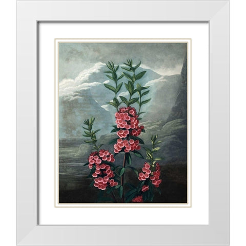 Narrow Leaved Kalmia White Modern Wood Framed Art Print with Double Matting by Thornton, Dr R