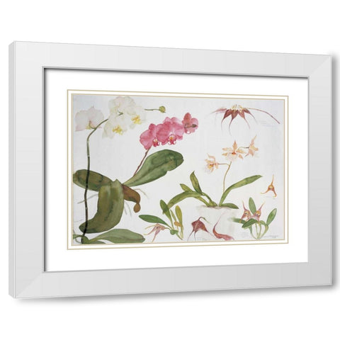Orchid Studies White Modern Wood Framed Art Print with Double Matting by Blackadder, Elizabeth