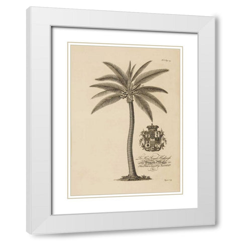 Coconut Palm White Modern Wood Framed Art Print with Double Matting by Ehret, Georg