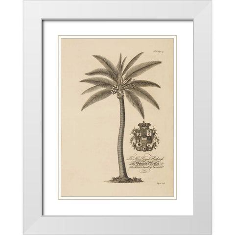 Coconut Palm White Modern Wood Framed Art Print with Double Matting by Ehret, Georg
