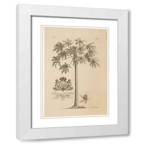 Papaya Tree White Modern Wood Framed Art Print with Double Matting by Ehret, Georg