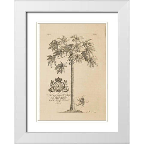 Papaya Tree White Modern Wood Framed Art Print with Double Matting by Ehret, Georg