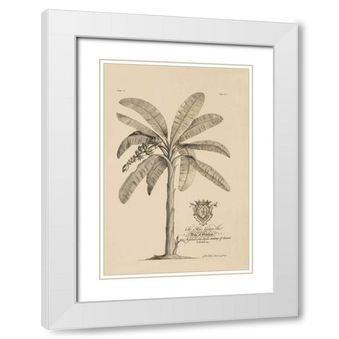 Banana Tree White Modern Wood Framed Art Print with Double Matting by Ehret, Georg