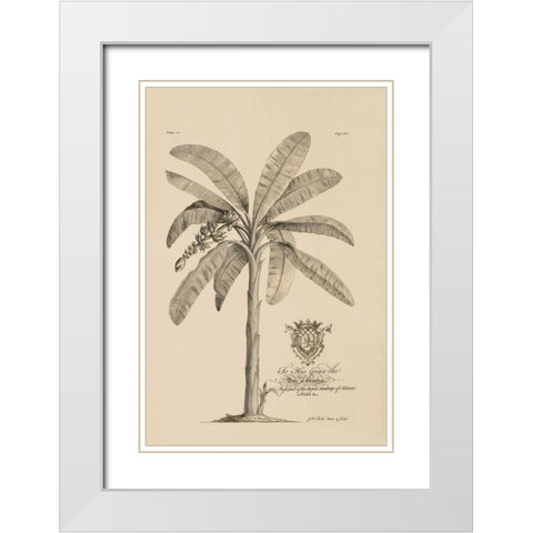 Banana Tree White Modern Wood Framed Art Print with Double Matting by Ehret, Georg