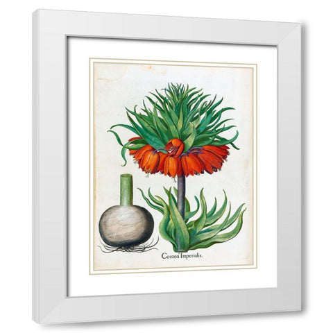 Corona Imperialis White Modern Wood Framed Art Print with Double Matting by Besler, Basilius