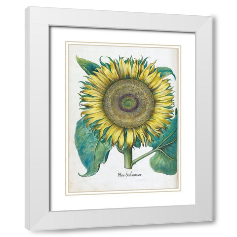 Sunflower White Modern Wood Framed Art Print with Double Matting by Besler, Basilius