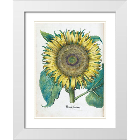 Sunflower White Modern Wood Framed Art Print with Double Matting by Besler, Basilius
