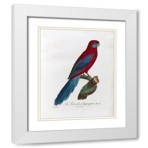 La Perruche a large queue White Modern Wood Framed Art Print with Double Matting by Barraband, Jacques