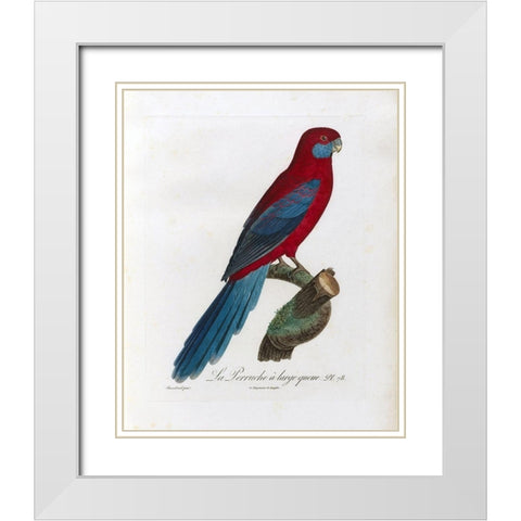 La Perruche a large queue White Modern Wood Framed Art Print with Double Matting by Barraband, Jacques