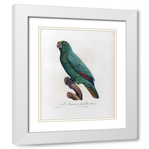 L Amazone Femelle White Modern Wood Framed Art Print with Double Matting by Barraband, Jacques