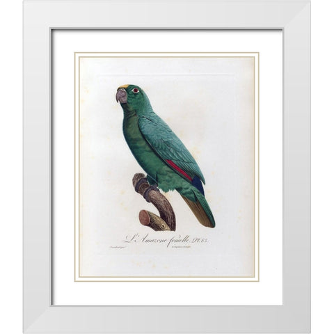L Amazone Femelle White Modern Wood Framed Art Print with Double Matting by Barraband, Jacques