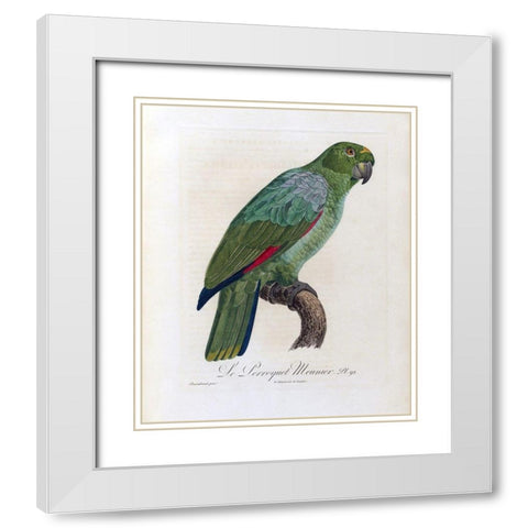 Le Perroquet Meunier White Modern Wood Framed Art Print with Double Matting by Barraband, Jacques