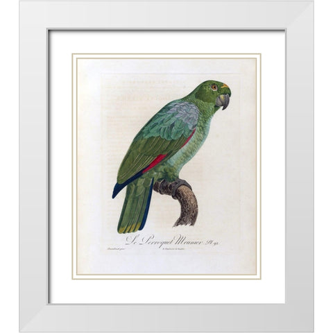 Le Perroquet Meunier White Modern Wood Framed Art Print with Double Matting by Barraband, Jacques