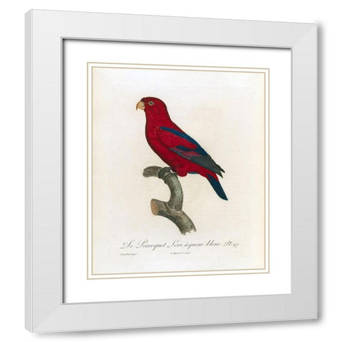 Le Perroquet Lori, a queue bleu White Modern Wood Framed Art Print with Double Matting by Barraband, Jacques