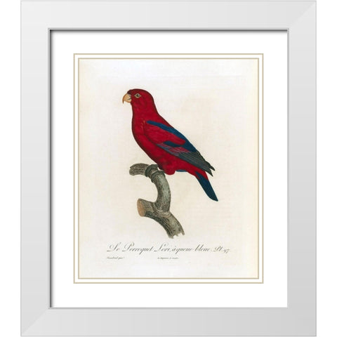 Le Perroquet Lori, a queue bleu White Modern Wood Framed Art Print with Double Matting by Barraband, Jacques
