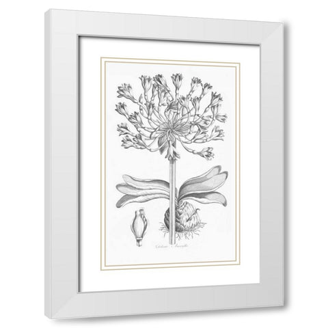 Delicate Amarylis White Modern Wood Framed Art Print with Double Matting by Hill, John