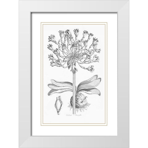 Delicate Amarylis White Modern Wood Framed Art Print with Double Matting by Hill, John