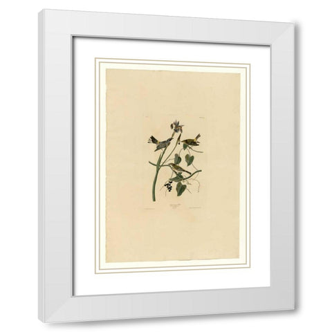 Yellow Cream Warbler White Modern Wood Framed Art Print with Double Matting by Audubon, John James