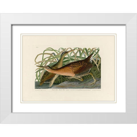 Fresh Water Marsh Hen White Modern Wood Framed Art Print with Double Matting by Audubon, John James