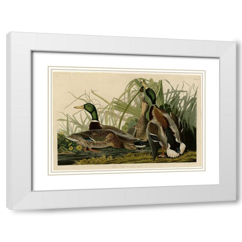 Mallard Duck White Modern Wood Framed Art Print with Double Matting by Audubon, John James