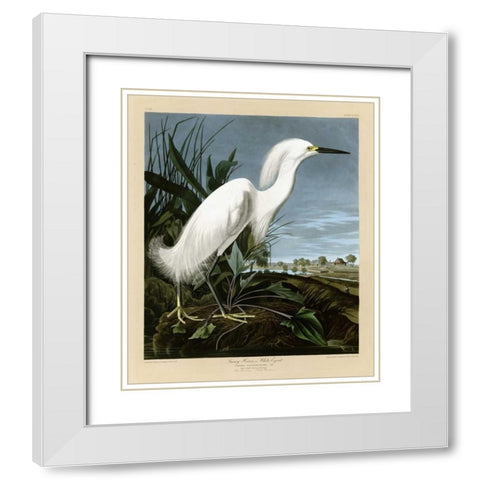 Snowy Heron or White Egret White Modern Wood Framed Art Print with Double Matting by Audubon, John James
