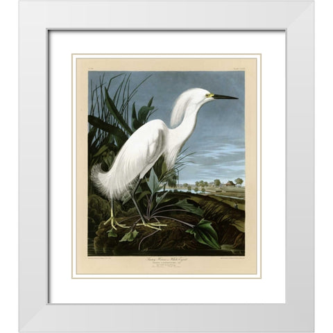 Snowy Heron or White Egret White Modern Wood Framed Art Print with Double Matting by Audubon, John James