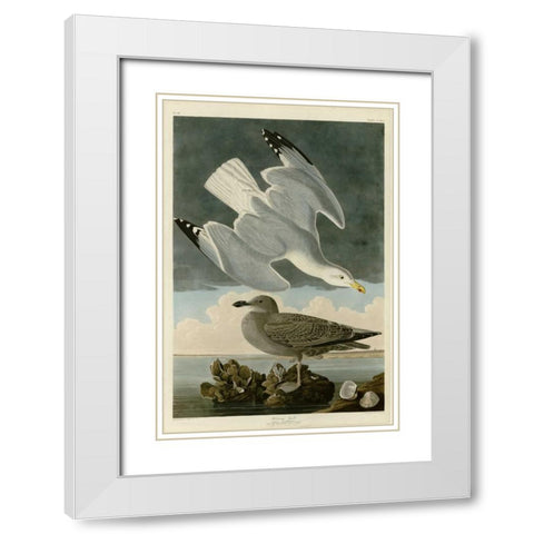 Herring Gull White Modern Wood Framed Art Print with Double Matting by Audubon, John James