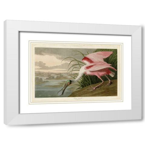 Roseate Spoonbill White Modern Wood Framed Art Print with Double Matting by Audubon, John James
