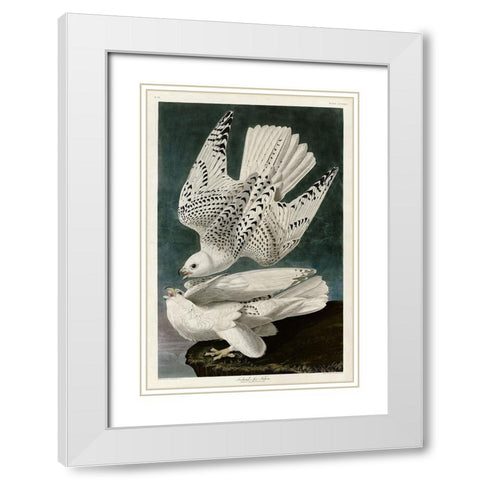 Iceland Falcon White Modern Wood Framed Art Print with Double Matting by Audubon, John James