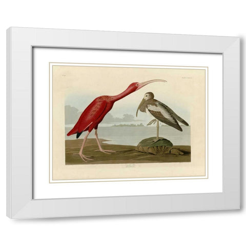 Scarlet Ibis White Modern Wood Framed Art Print with Double Matting by Audubon, John James