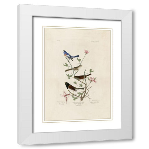 Finches White Modern Wood Framed Art Print with Double Matting by Audubon, John James