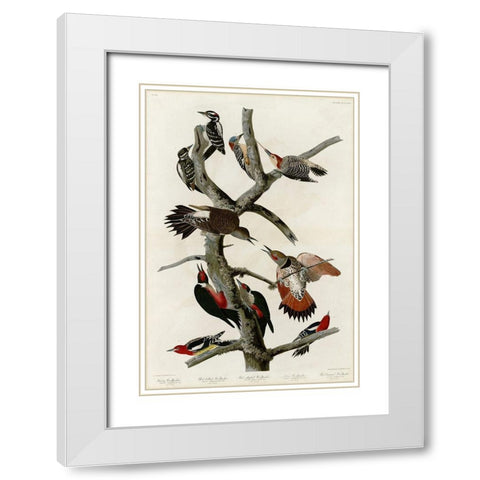 Woodpeckers White Modern Wood Framed Art Print with Double Matting by Audubon, John James