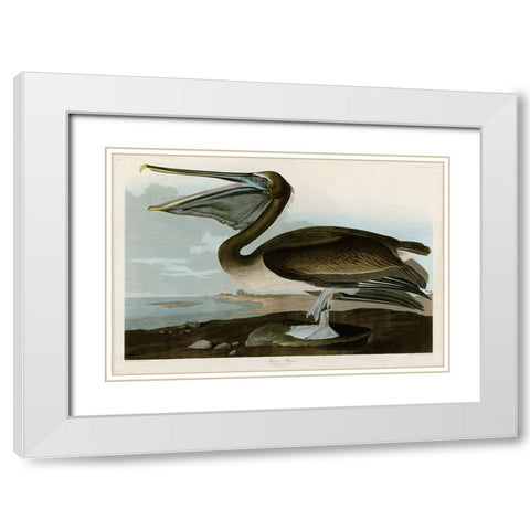 Brown Pelican White Modern Wood Framed Art Print with Double Matting by Audubon, John James