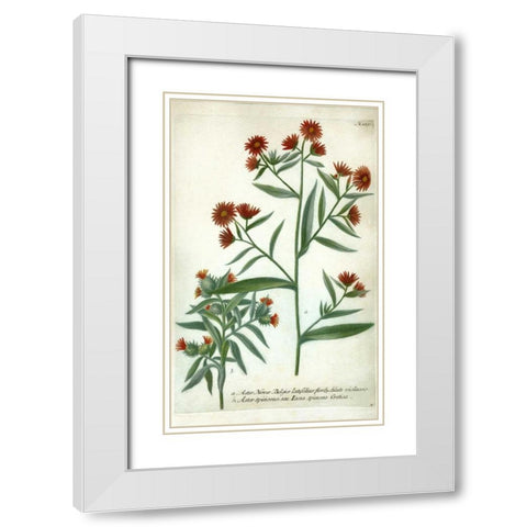 Aster, Plate 189 White Modern Wood Framed Art Print with Double Matting by Weinmann, Johann W.