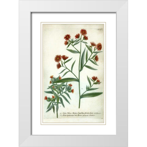 Aster, Plate 189 White Modern Wood Framed Art Print with Double Matting by Weinmann, Johann W.