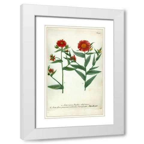 Aster, Plate 190 White Modern Wood Framed Art Print with Double Matting by Weinmann, Johann W.