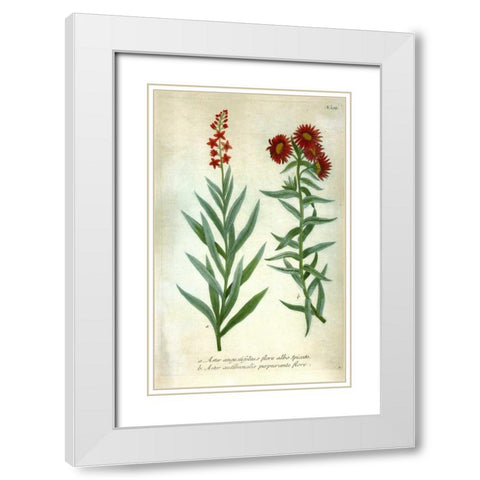 Aster, Plate 195 White Modern Wood Framed Art Print with Double Matting by Weinmann, Johann W.