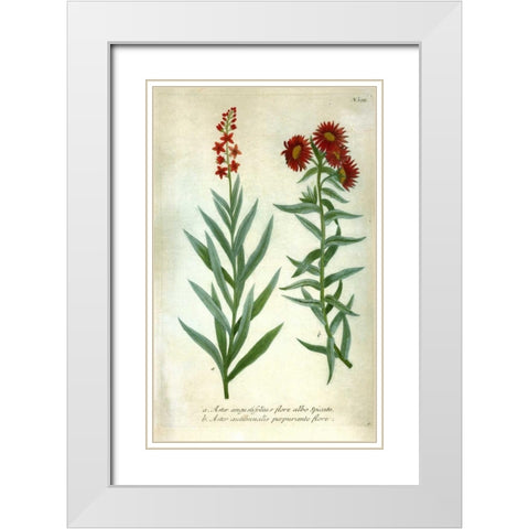 Aster, Plate 195 White Modern Wood Framed Art Print with Double Matting by Weinmann, Johann W.