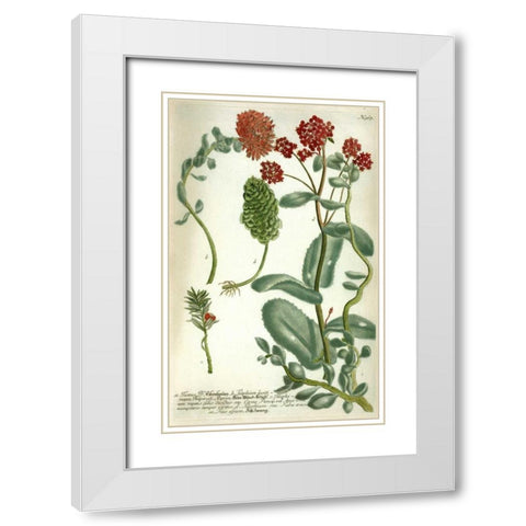 Sedum, Plate 967 White Modern Wood Framed Art Print with Double Matting by Weinmann, Johann W.
