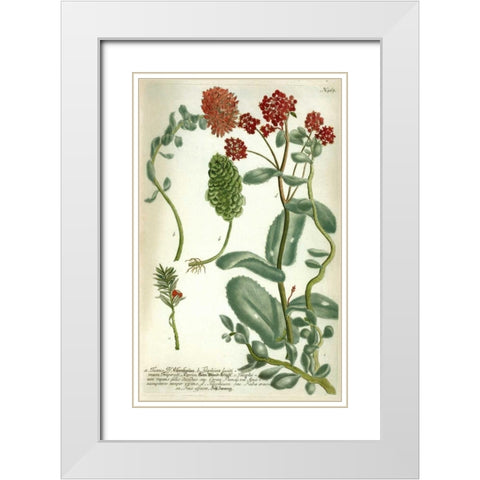Sedum, Plate 967 White Modern Wood Framed Art Print with Double Matting by Weinmann, Johann W.