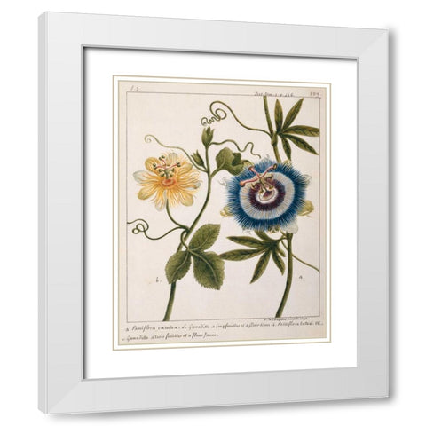 Passiflora Caerulea White Modern Wood Framed Art Print with Double Matting by Chazelles, Laurent