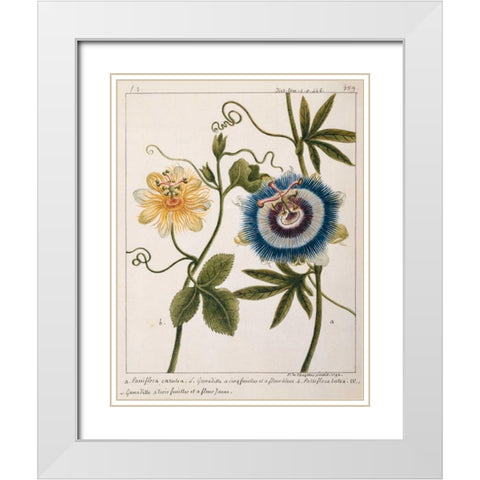 Passiflora Caerulea White Modern Wood Framed Art Print with Double Matting by Chazelles, Laurent