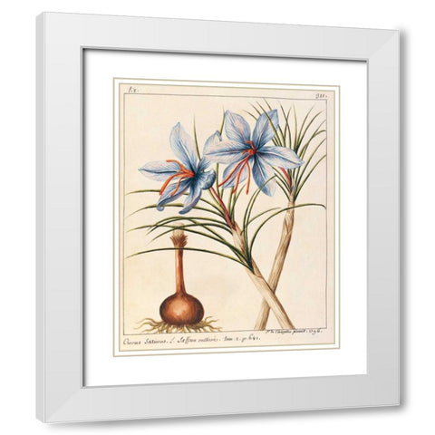 Crocus Sativius White Modern Wood Framed Art Print with Double Matting by De Chazelles, Laurent