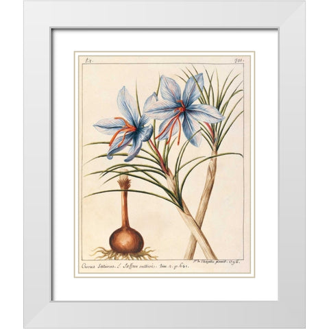 Crocus Sativius White Modern Wood Framed Art Print with Double Matting by De Chazelles, Laurent