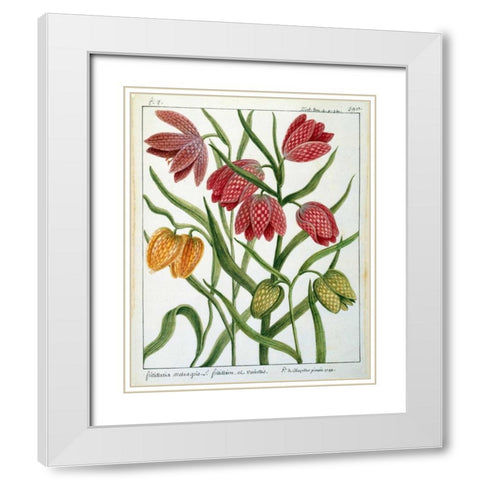 Fritillaria Meleagris White Modern Wood Framed Art Print with Double Matting by De Chazelles, Laurent