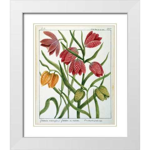 Fritillaria Meleagris White Modern Wood Framed Art Print with Double Matting by De Chazelles, Laurent