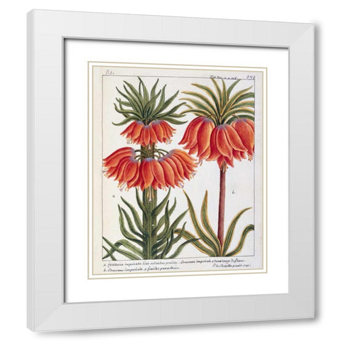 Fritillaria Imperialis White Modern Wood Framed Art Print with Double Matting by De Chazelles, Laurent