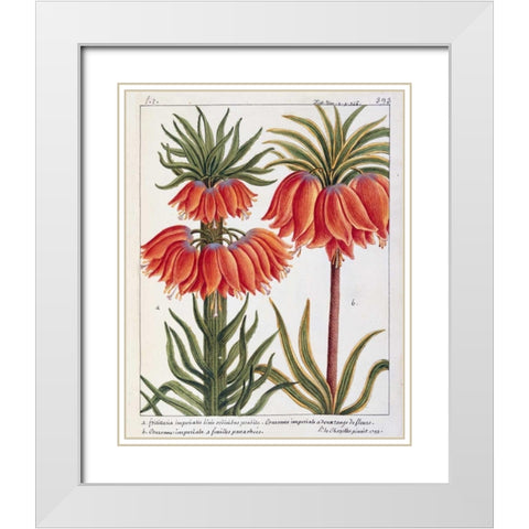 Fritillaria Imperialis White Modern Wood Framed Art Print with Double Matting by De Chazelles, Laurent