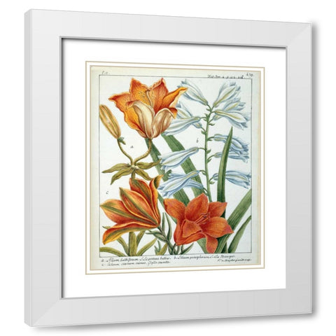 Lilium Bulbiferum White Modern Wood Framed Art Print with Double Matting by De Chazelles, Laurent